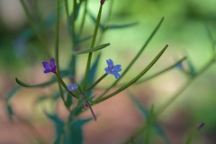 Epilobium