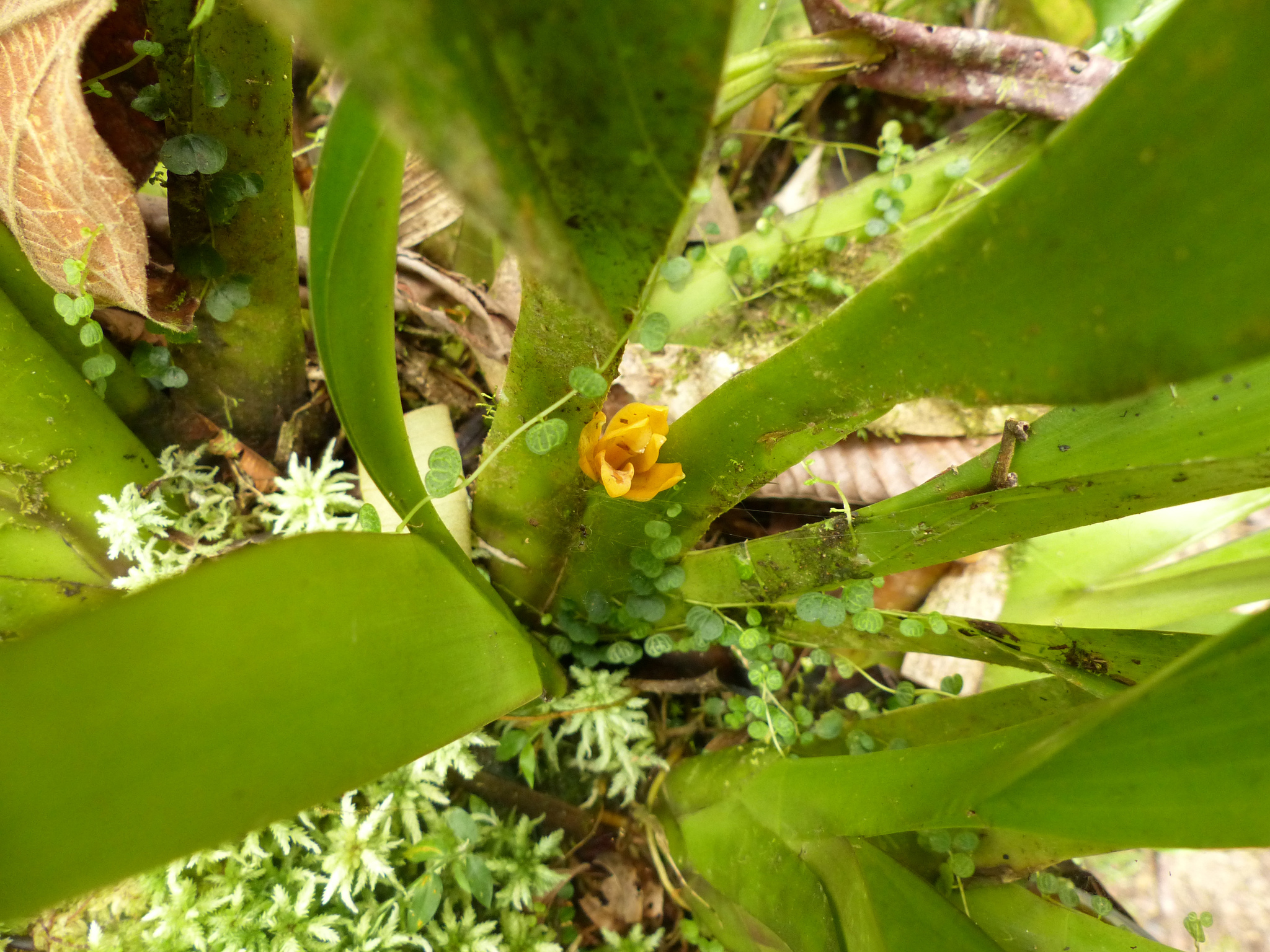 Maxillaria villosa image