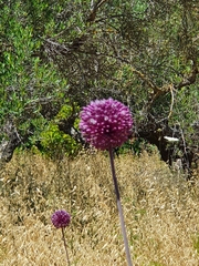 Allium commutatum