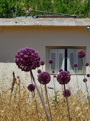 Allium commutatum