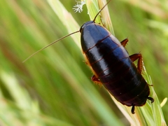 Loboptera canariensis