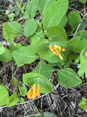 Lonicera ciliosa