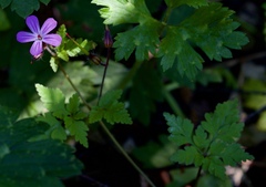 Geranium robertianum