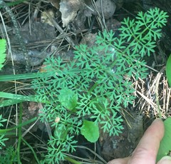 Selinum carvifolia