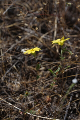 Lagophylla glandulosa