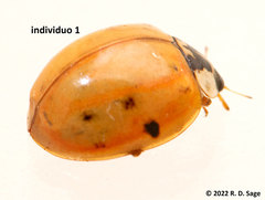 Harmonia axyridis