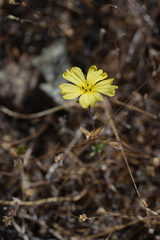 Lagophylla glandulosa