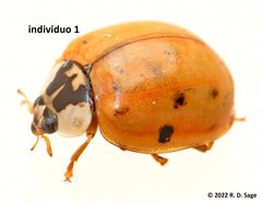 Harmonia axyridis