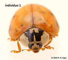 Harmonia axyridis