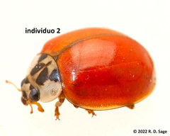 Harmonia axyridis