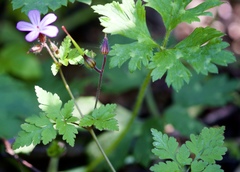 Geranium robertianum