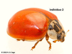 Harmonia axyridis