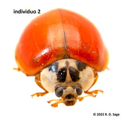 Harmonia axyridis