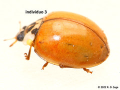 Harmonia axyridis