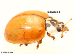 Harmonia axyridis