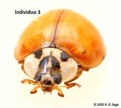 Harmonia axyridis