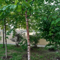 Betula