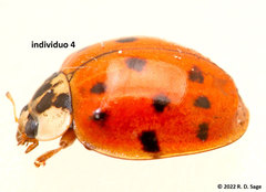 Harmonia axyridis