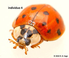 Harmonia axyridis