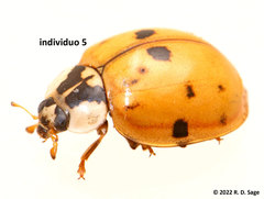 Harmonia axyridis
