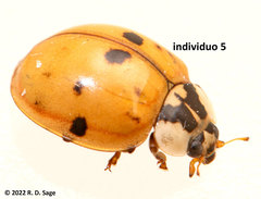Harmonia axyridis