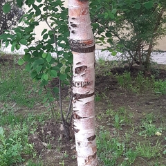 Betula