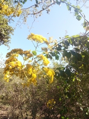 Senecio pleistocephalus