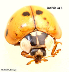 Harmonia axyridis