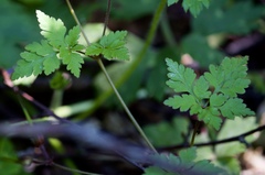 Geranium robertianum