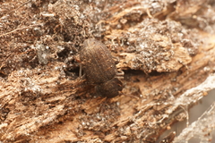 Isopteron obscurum