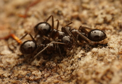 Prolasius nitidissimus