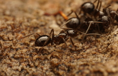 Prolasius nitidissimus