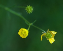 Ranunculus acris