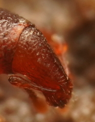 Tasmanica myrmecophila