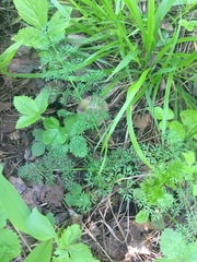 Selinum carvifolia