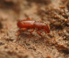 Tasmanica myrmecophila
