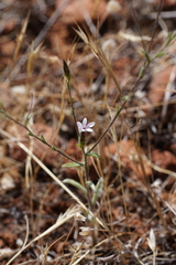 Lessingia nemaclada