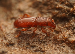 Tasmanica myrmecophila