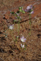 Sidalcea hartwegii