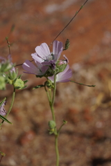 Sidalcea hartwegii