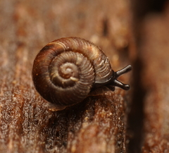 Exithius musculus