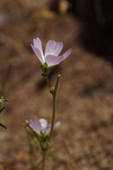 Sidalcea hartwegii