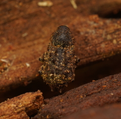 Exithius musculus