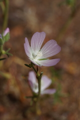 Sidalcea hartwegii