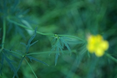 Ranunculus acris