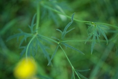 Ranunculus acris