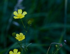 Ranunculus acris