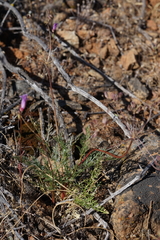 Lomatium congdonii