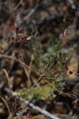 Lomatium congdonii