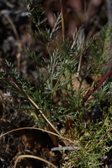 Lomatium congdonii